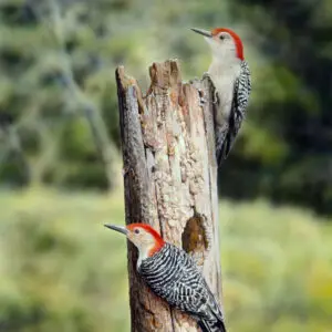 Red Bellied Woodpeckers