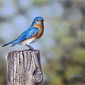 Bluebird Bluer than Blue