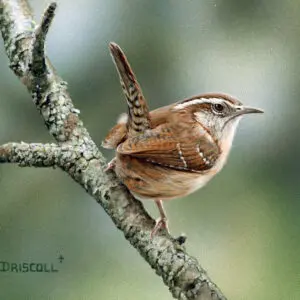 Carolina Wren