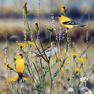 Goldfinches in Field