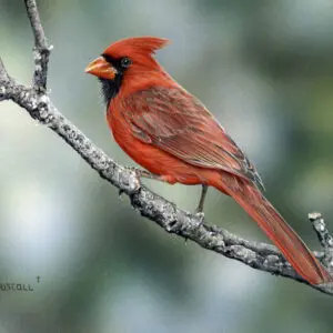 Male Cardinal