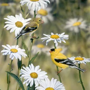 Goldfinches in Summer Daisies