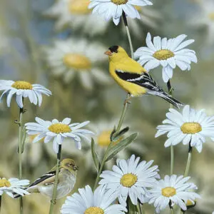 Shasta Daisies and Goldfinches