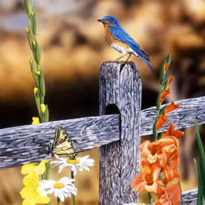 Bluebird of Summer