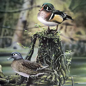 Wood Ducks