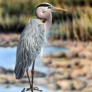 Blue Heron at the Coast