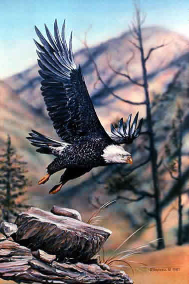 Bald Eagle Flying - Bald Eagle